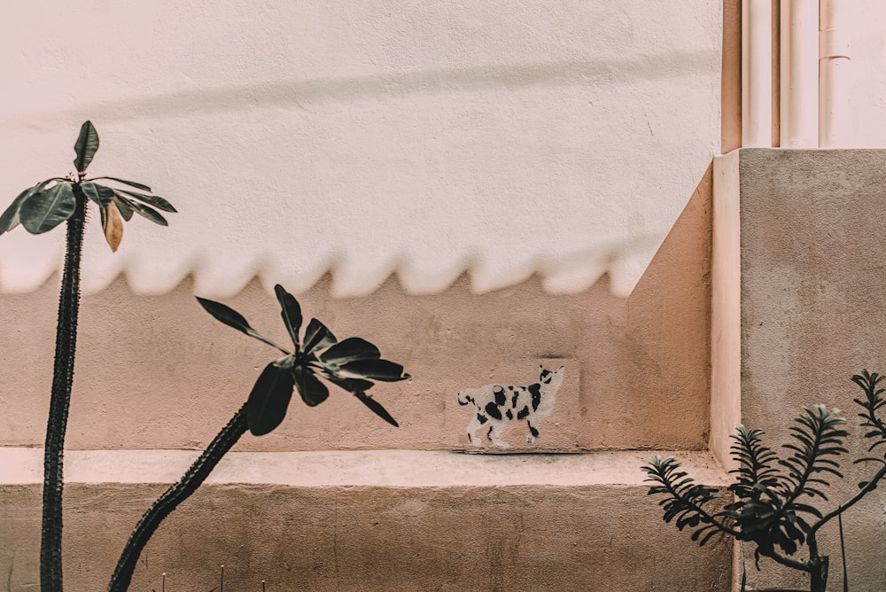 black and white cat on white wall