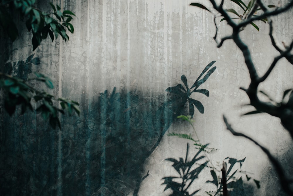 green plant beside white wall