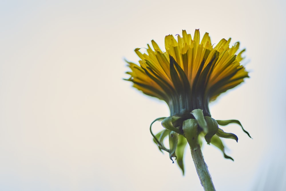 yellow flower in close up photography