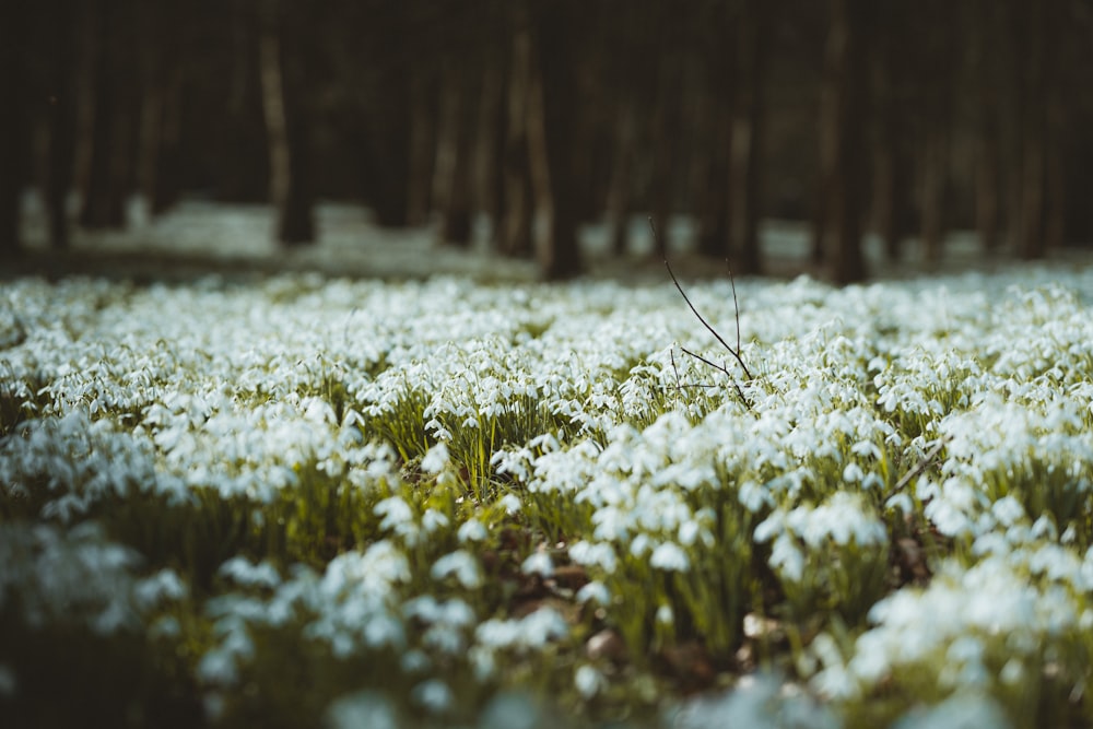 white flower field during daytime