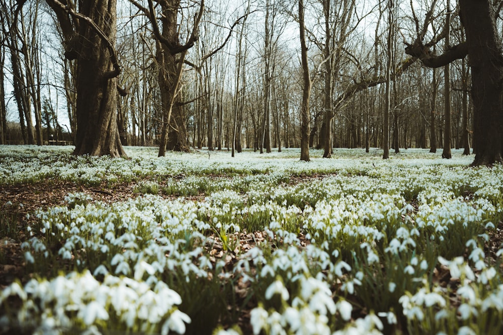 white flower field near brown bare trees during daytime