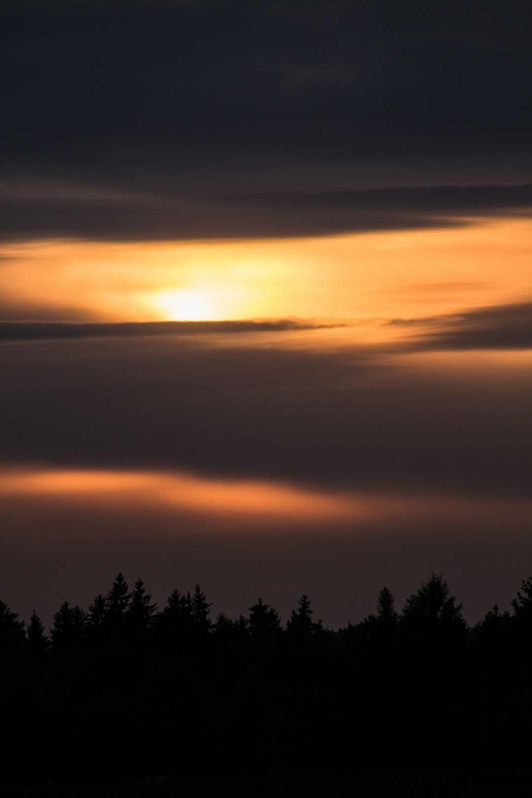 silhouette of trees during sunset