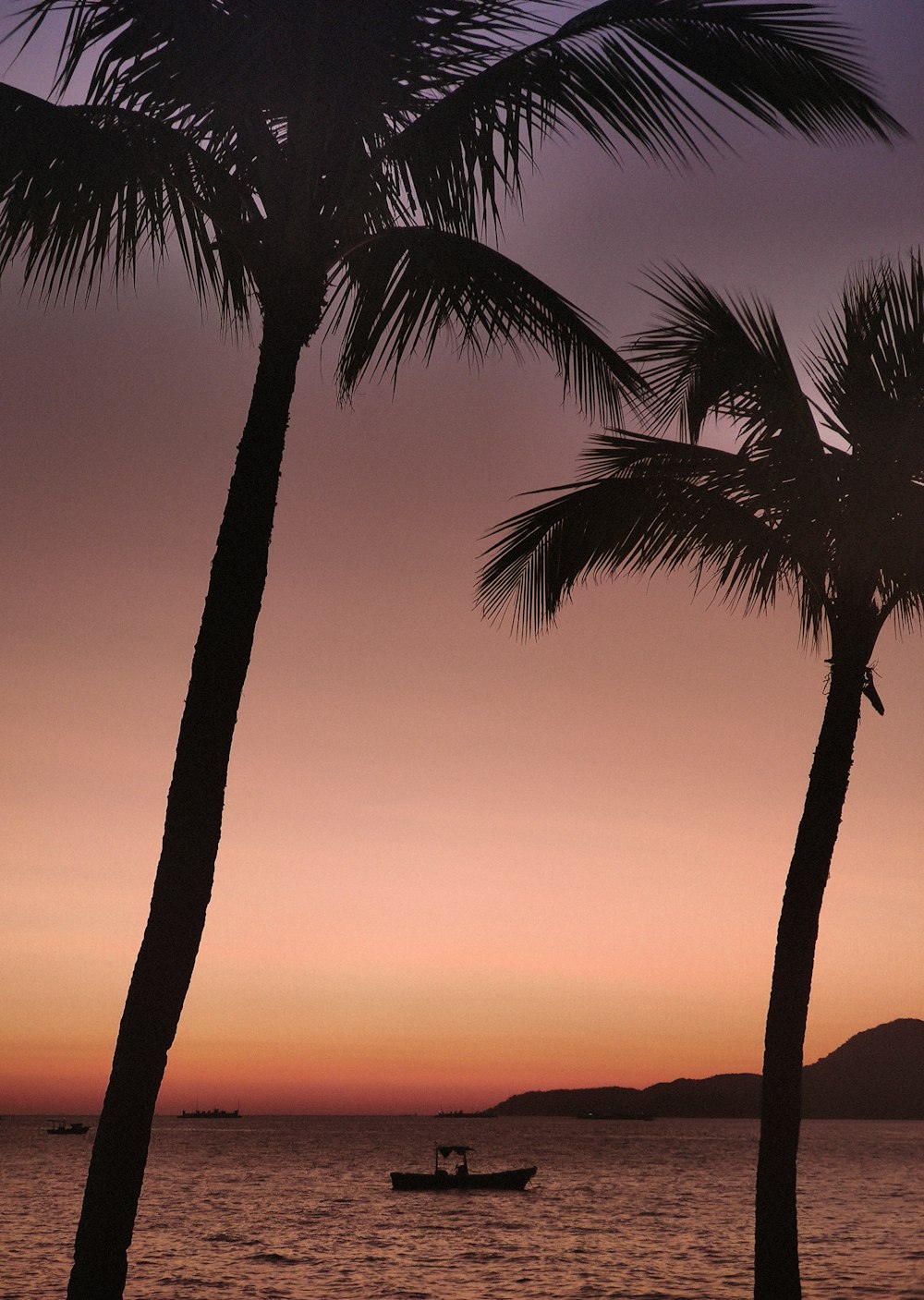 silhouette of palm tree during sunset