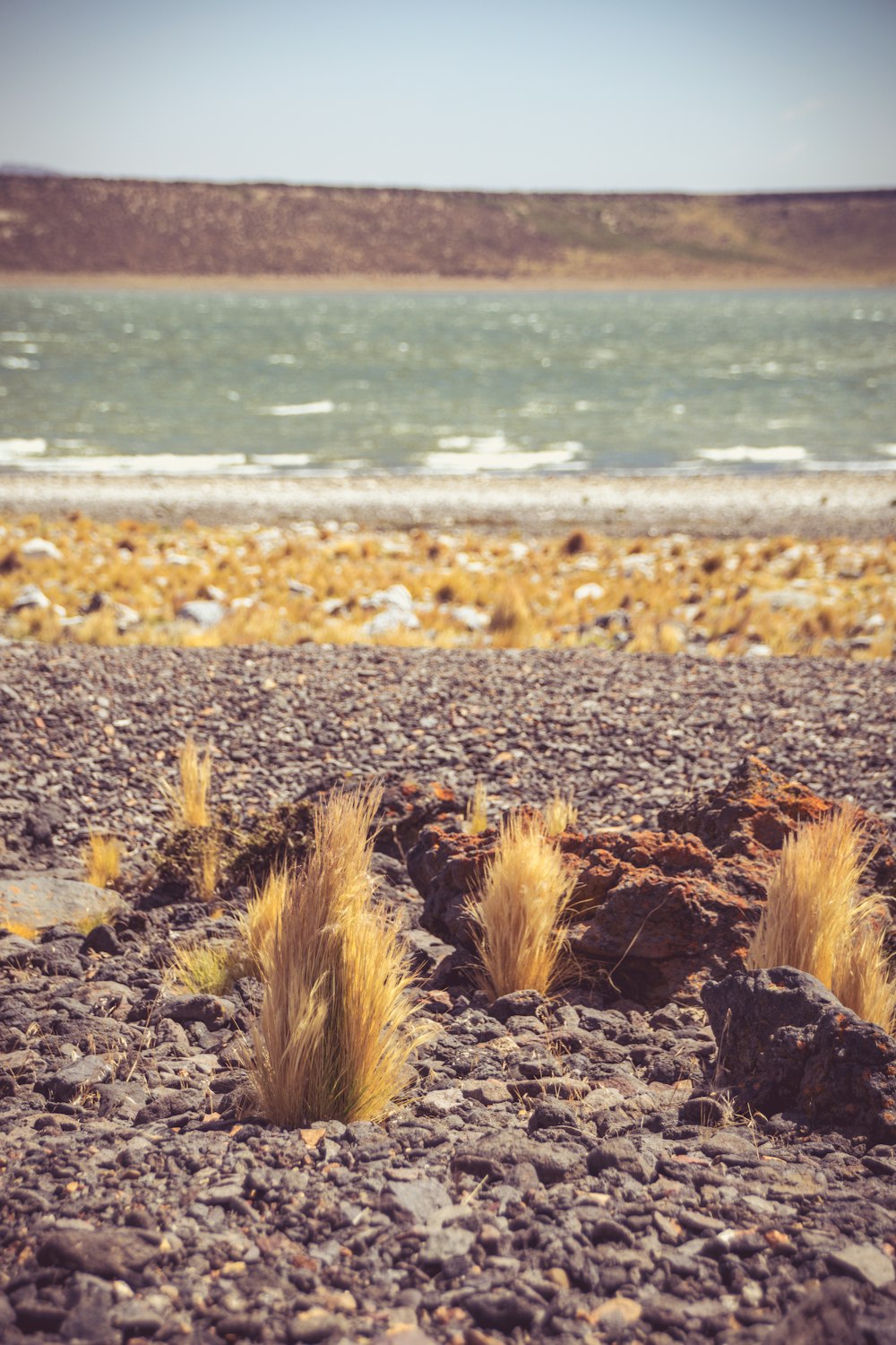 brown dried leaves on the ground