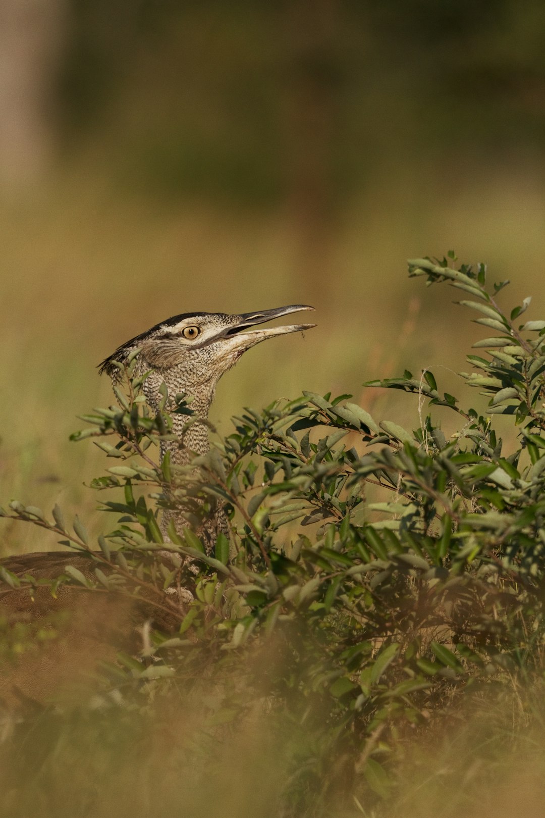 brown and black bird on green grass during daytime