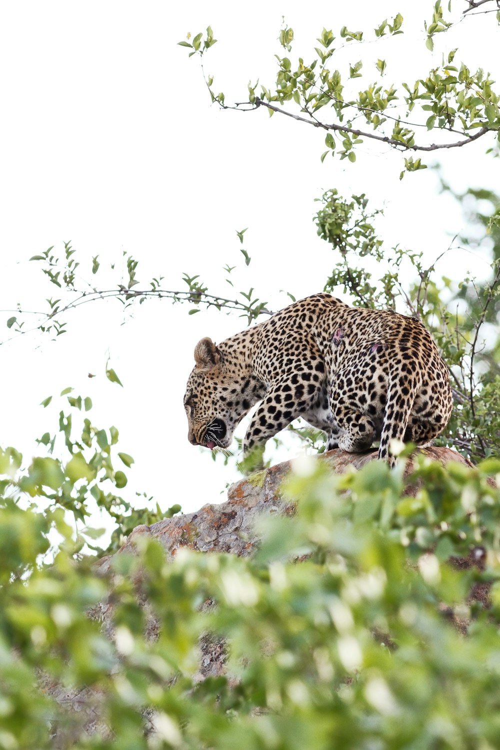 leopard on brown rock during daytime