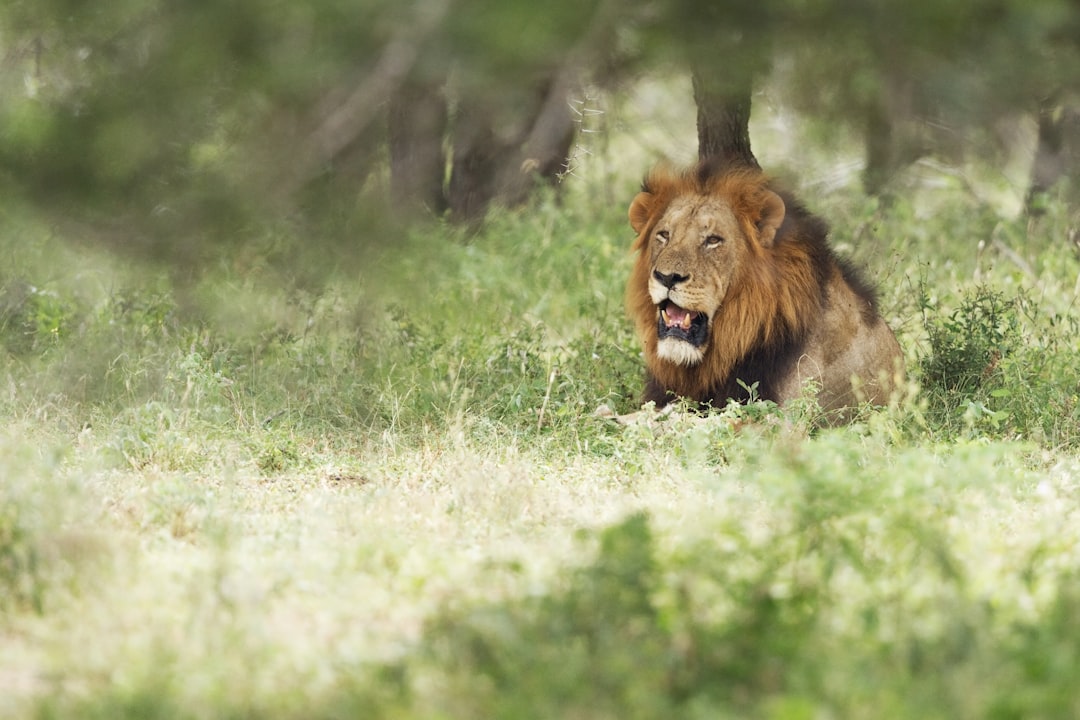 lion lying on green grass field during daytime