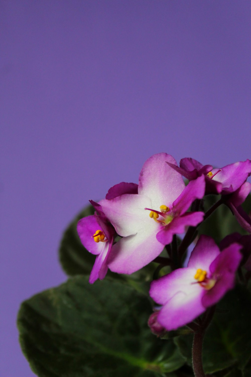 purple flower in macro shot