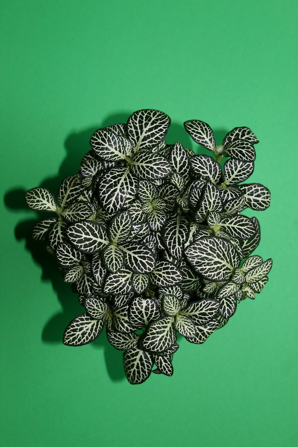 a group of black and white leaves on a green background