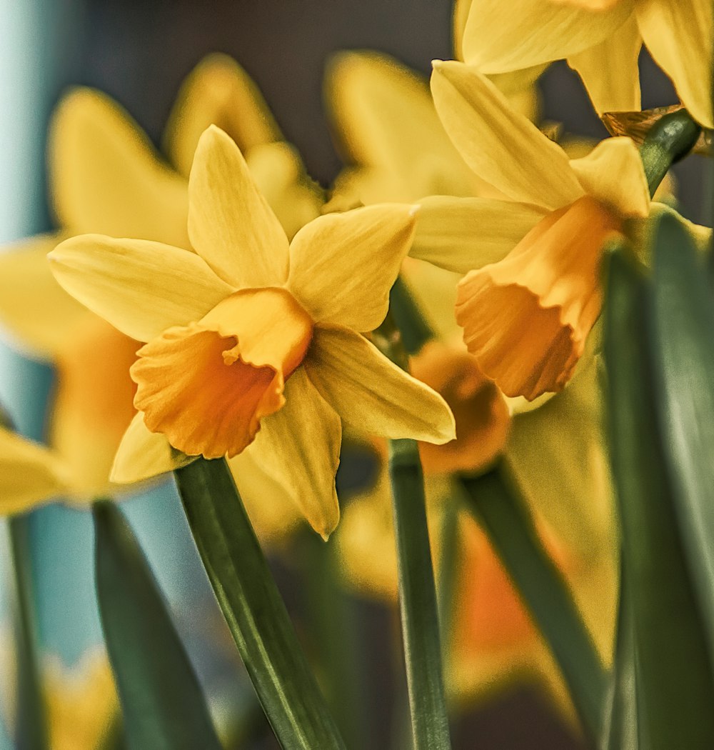 yellow daffodils in bloom during daytime