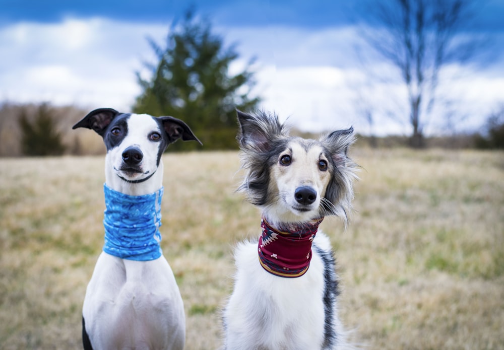 white and black short coated dog with blue collar