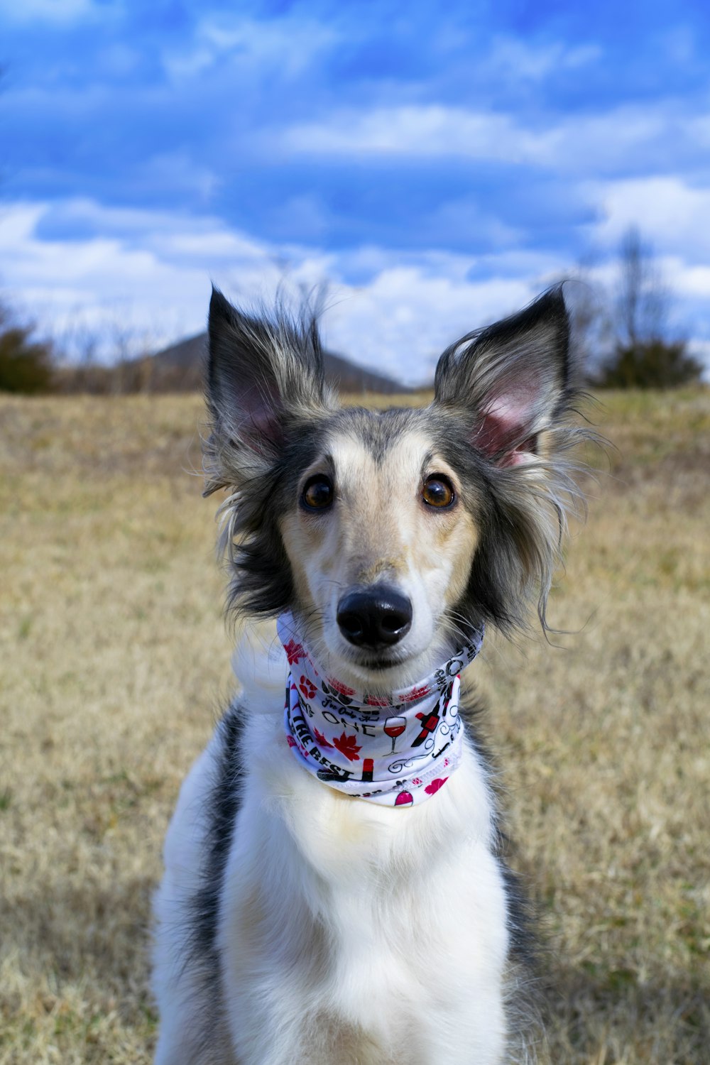 white and brown long coated dog on green grass field during daytime