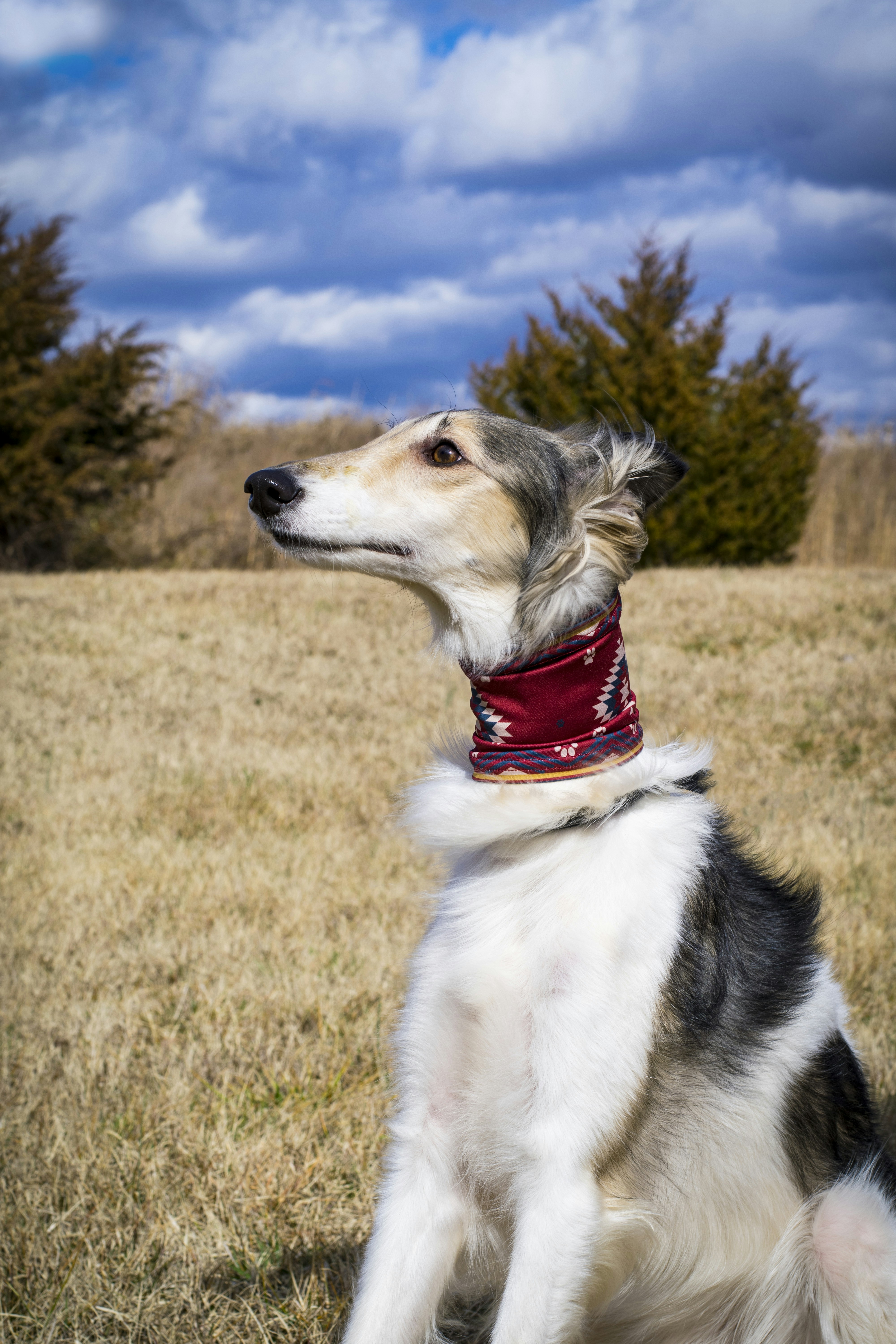 Silken Windhound with scarf