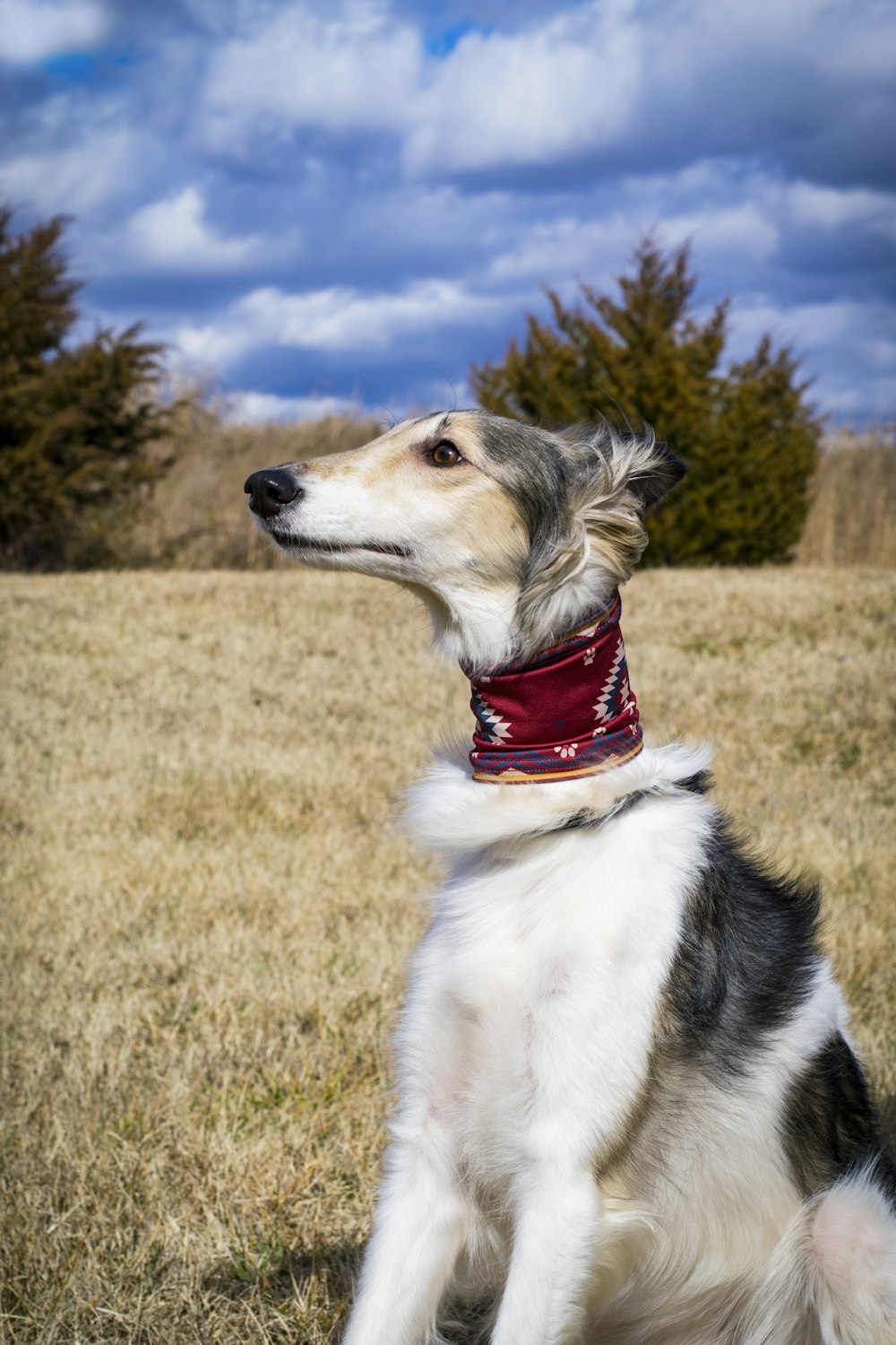 white and black short coat dog with red collar