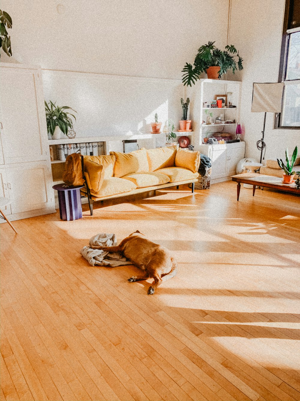 茶色の木製の床に横たわる茶色の短いコートの犬