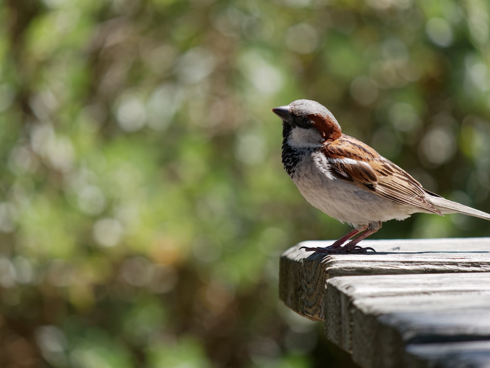 Uccello marrone e bianco su recinzione di legno marrone durante il giorno