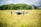 A drone hovers in the air amidst a grassy field with a backdrop of green trees and a slightly cloudy sky. The focus is on the drone, with its camera and propellers clearly visible.