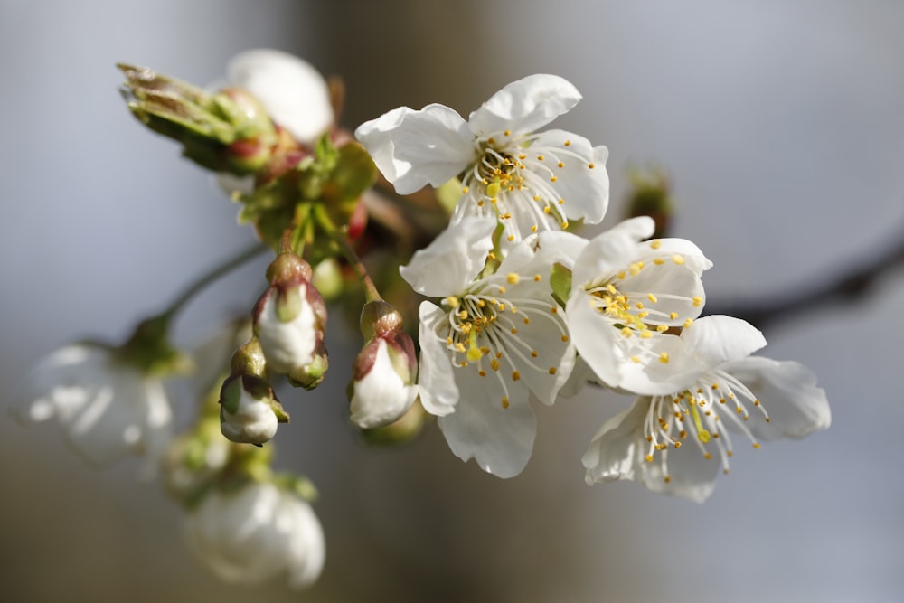 white cherry blossom in close up photography