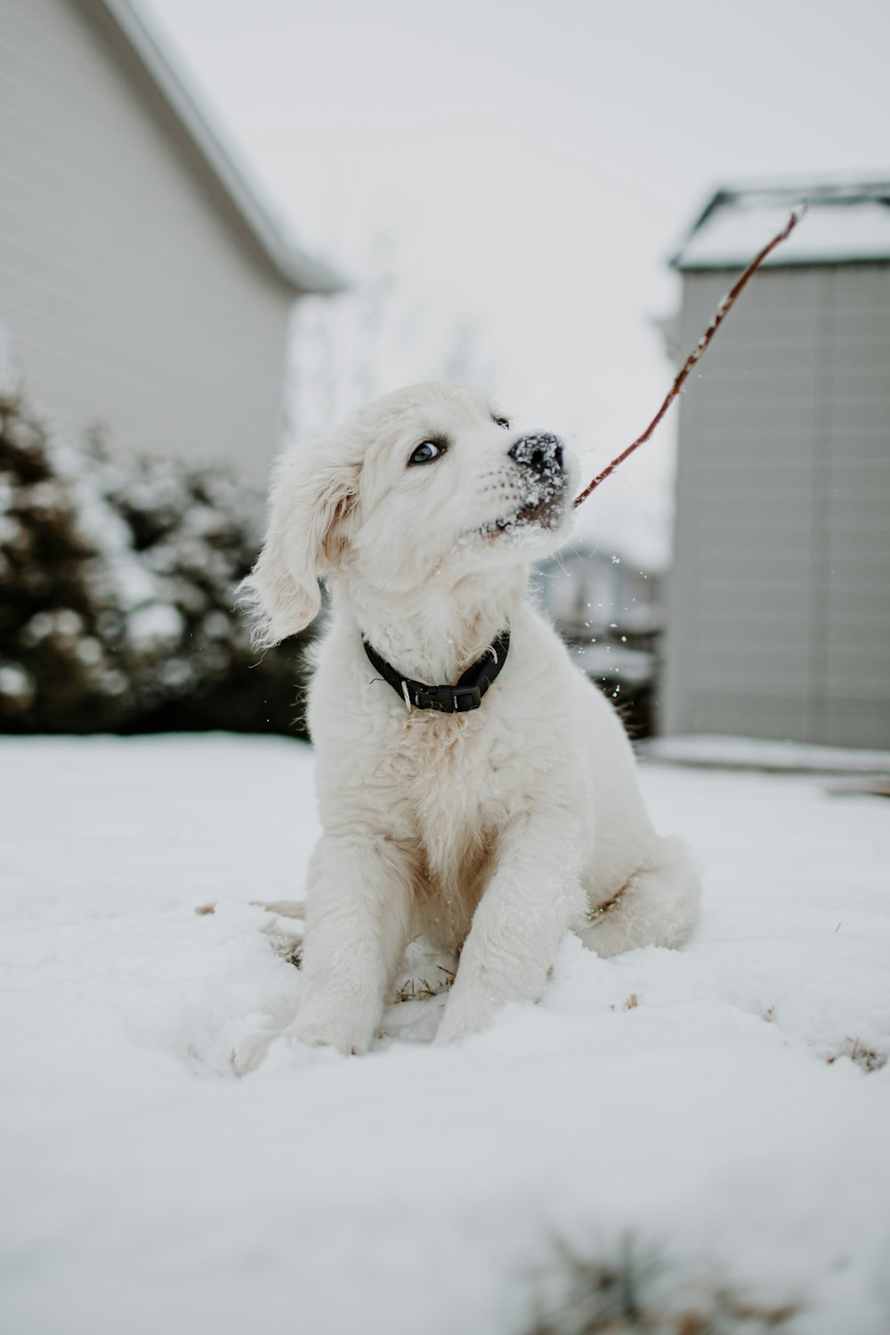 white short coated dog on snow covered ground during daytime