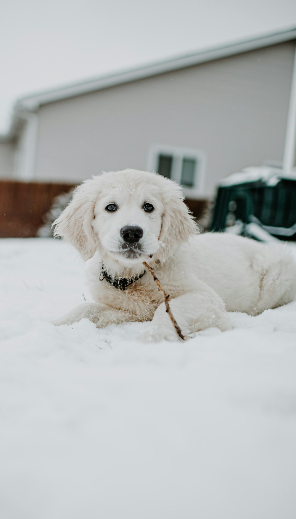 white short coated dog on snow covered ground during daytime