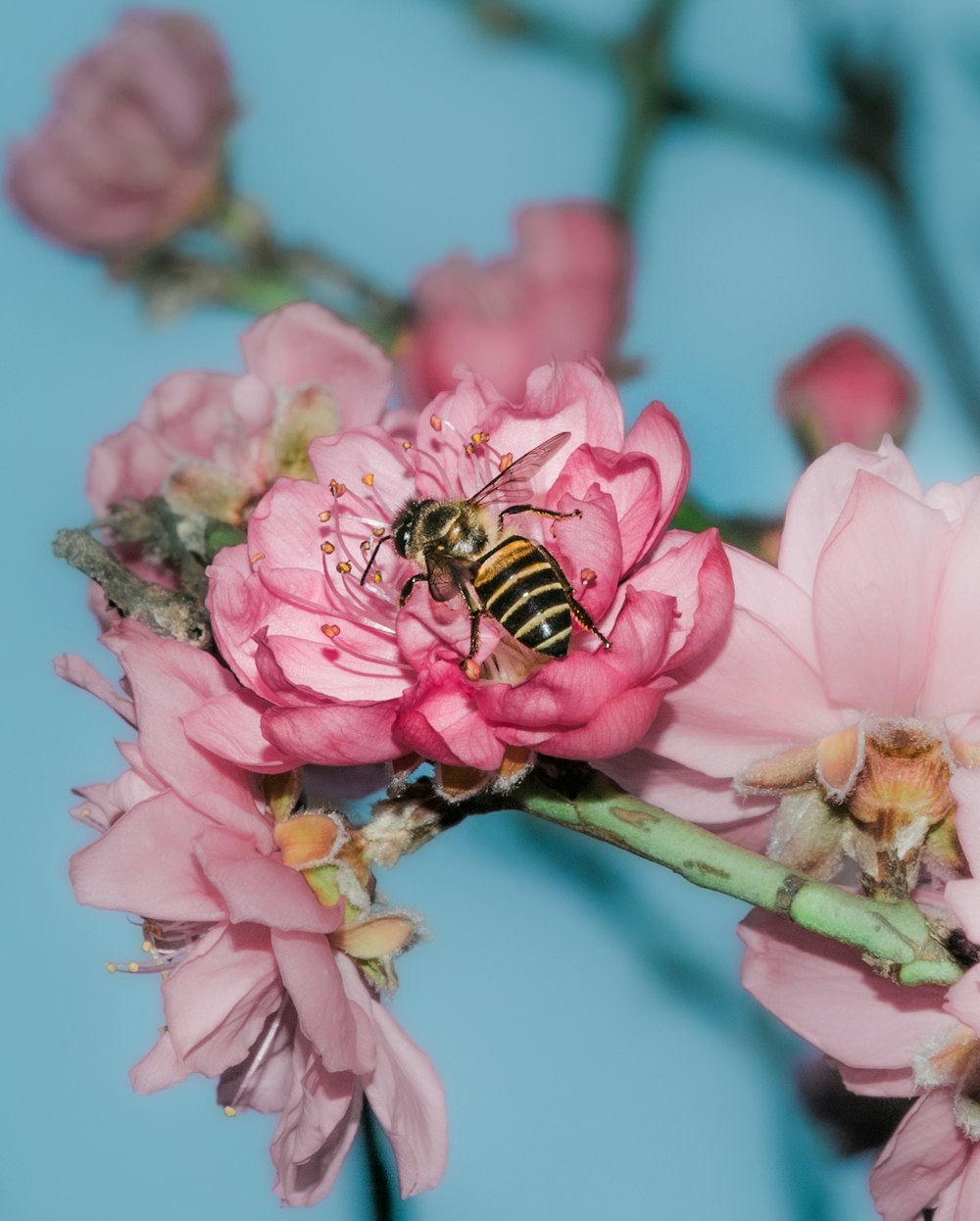 honeybee perched on pink flower in close up photography during daytime