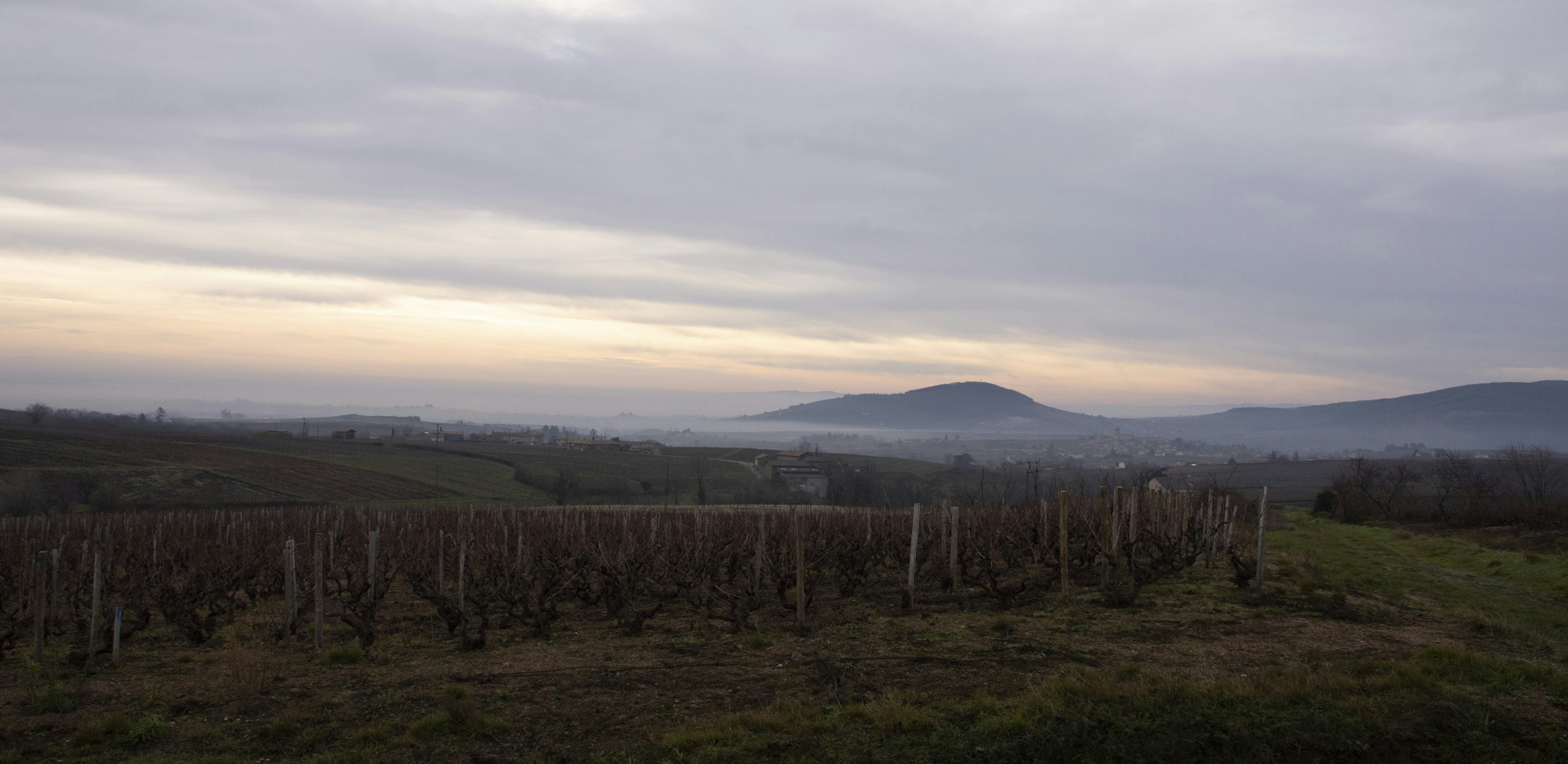 Vineyard at dawn, misty morning, dark atmospheric background