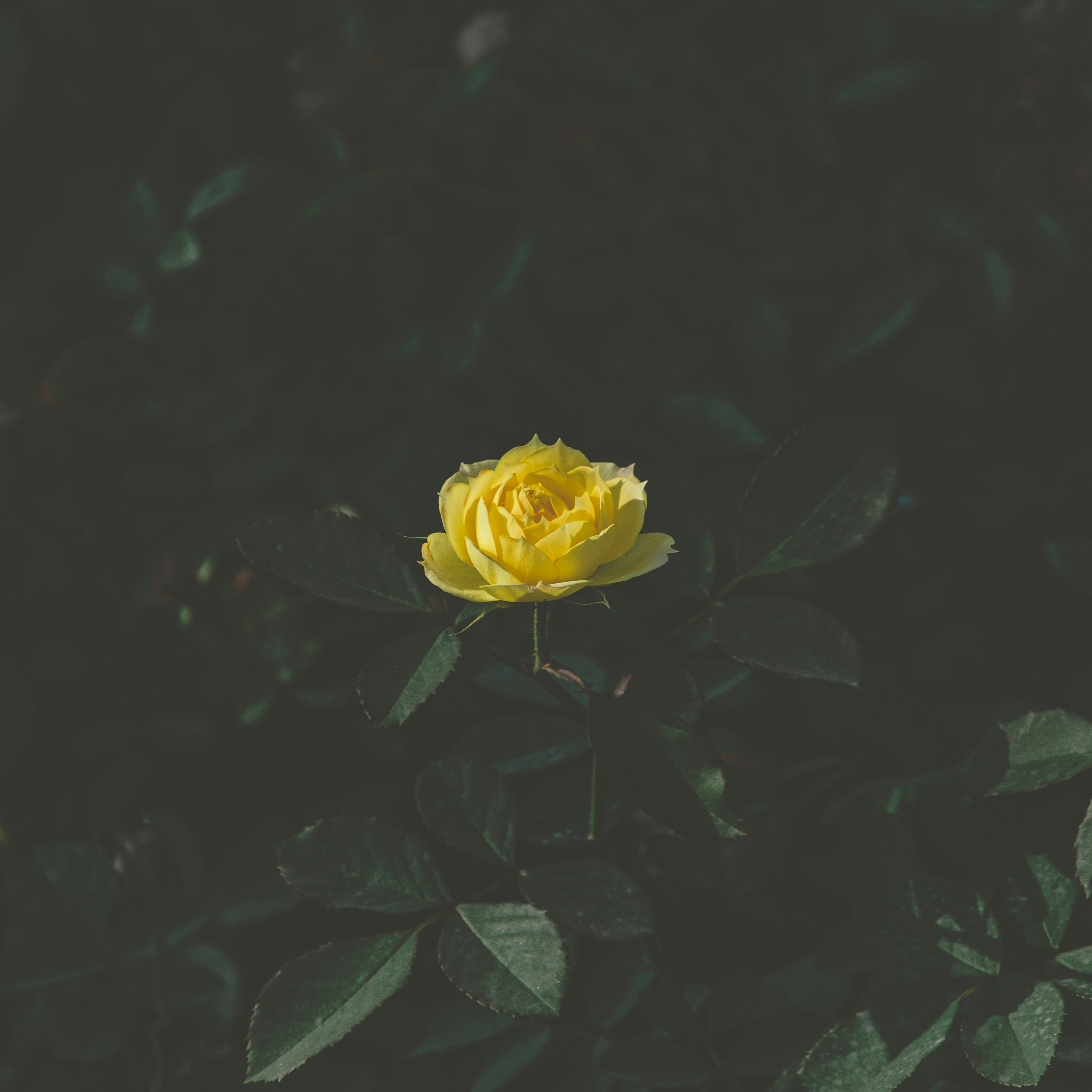 Photo by donald_tr4n