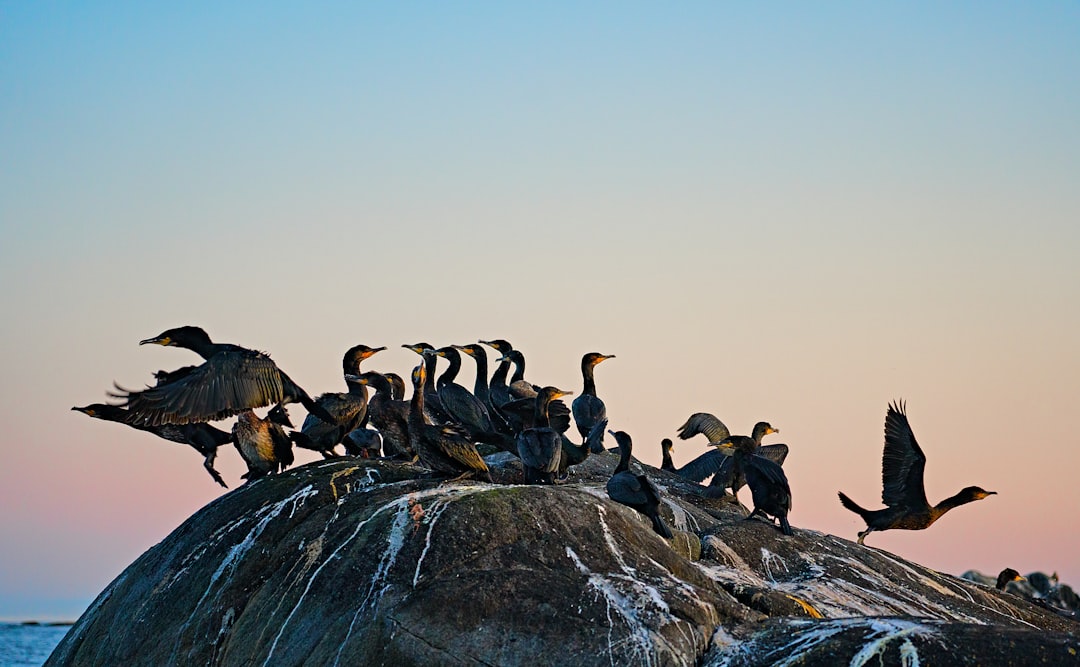 flock of birds on gray rock during daytime