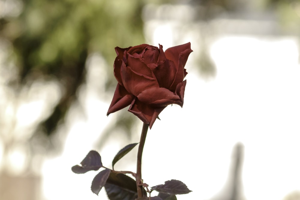 red rose in bloom during daytime