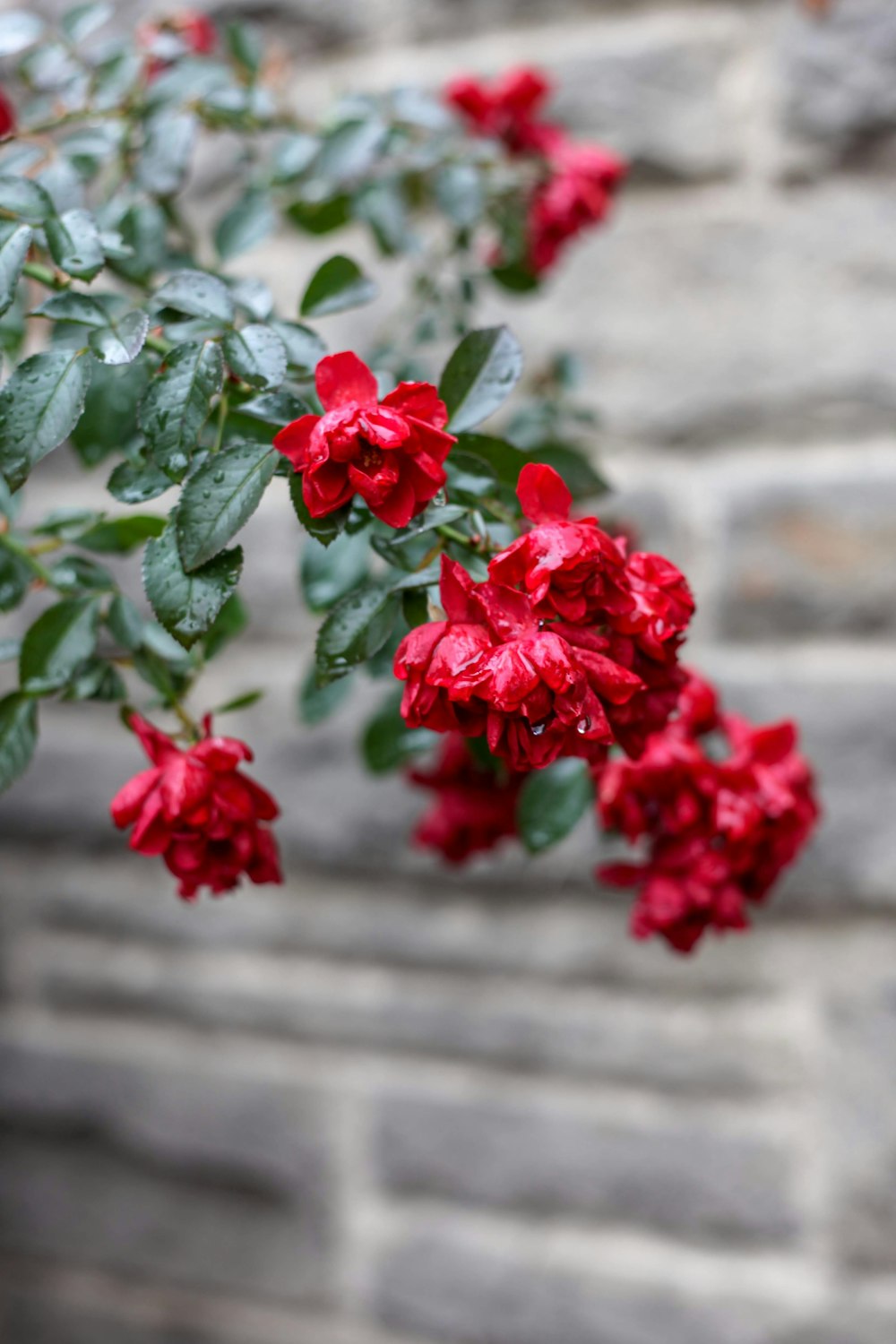 red flowers with green leaves