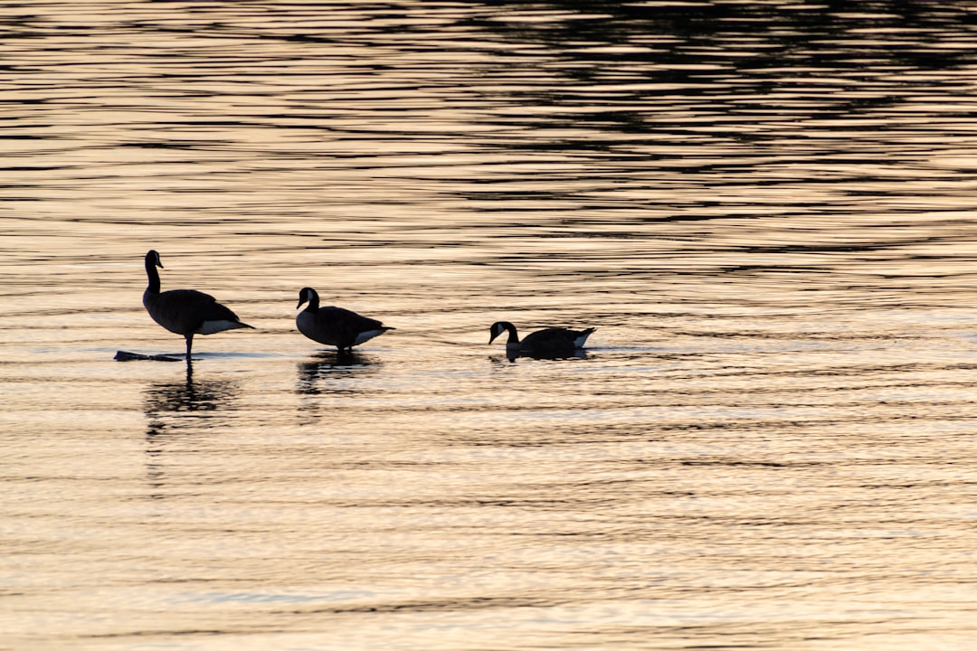 Wildlife photo spot Port Colborne High Park