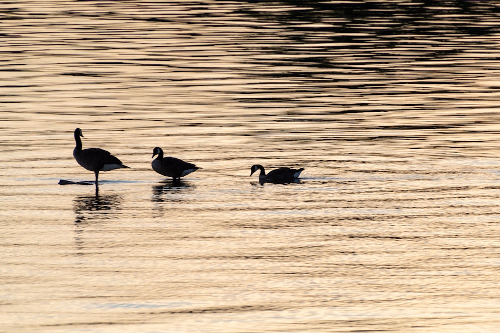 flock of geese on water during daytime