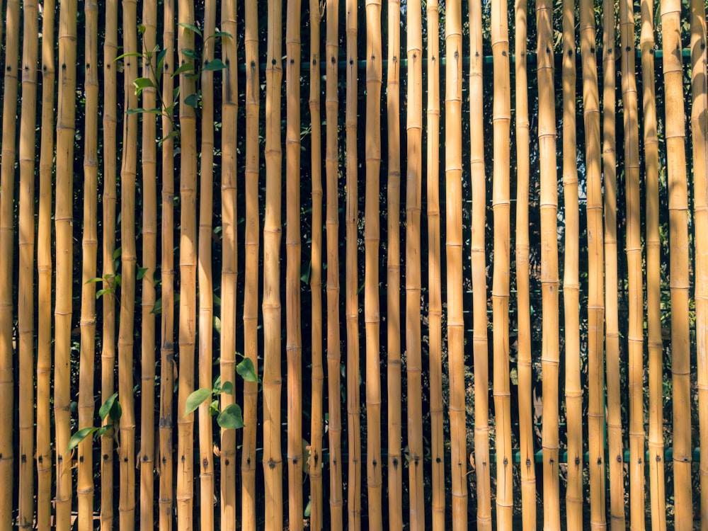 recinzione di bambù marrone durante il giorno