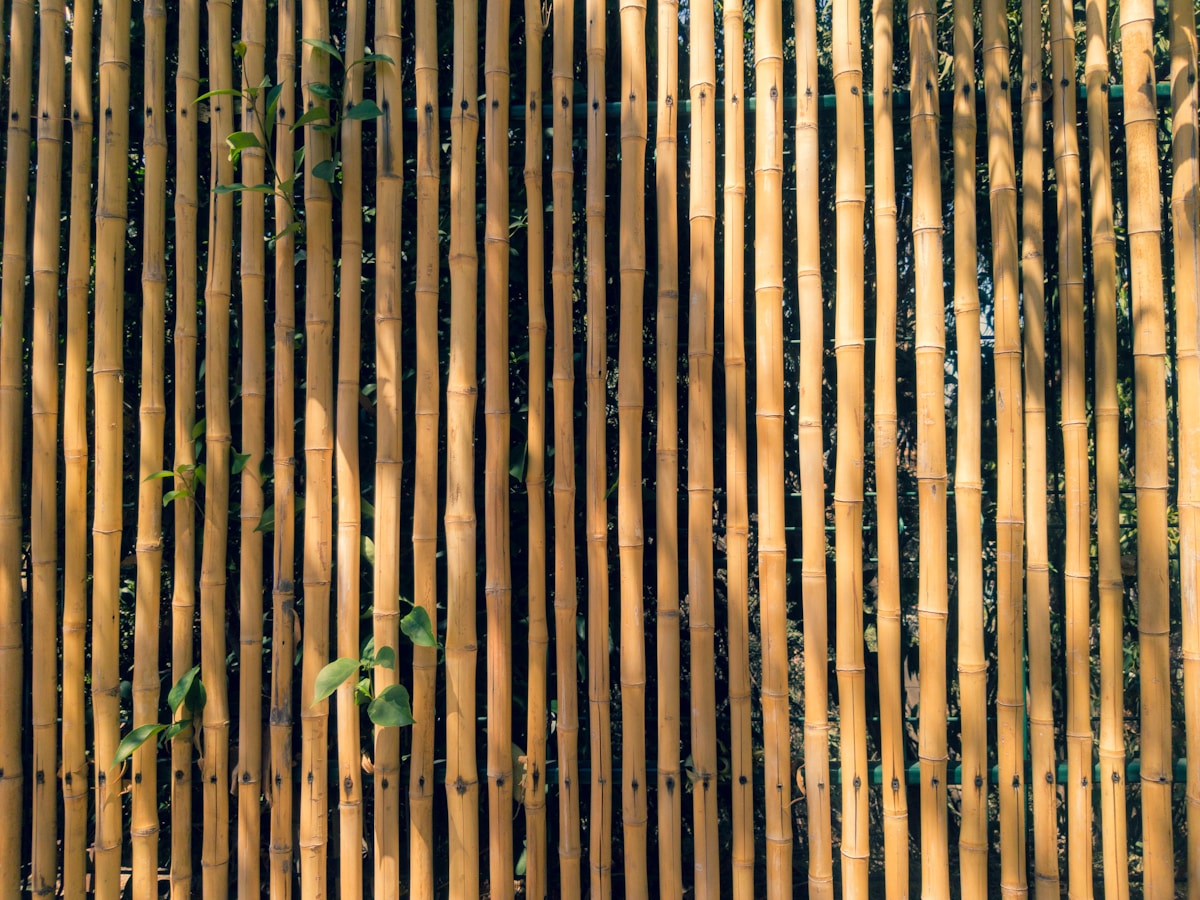 The Bamboo Blind