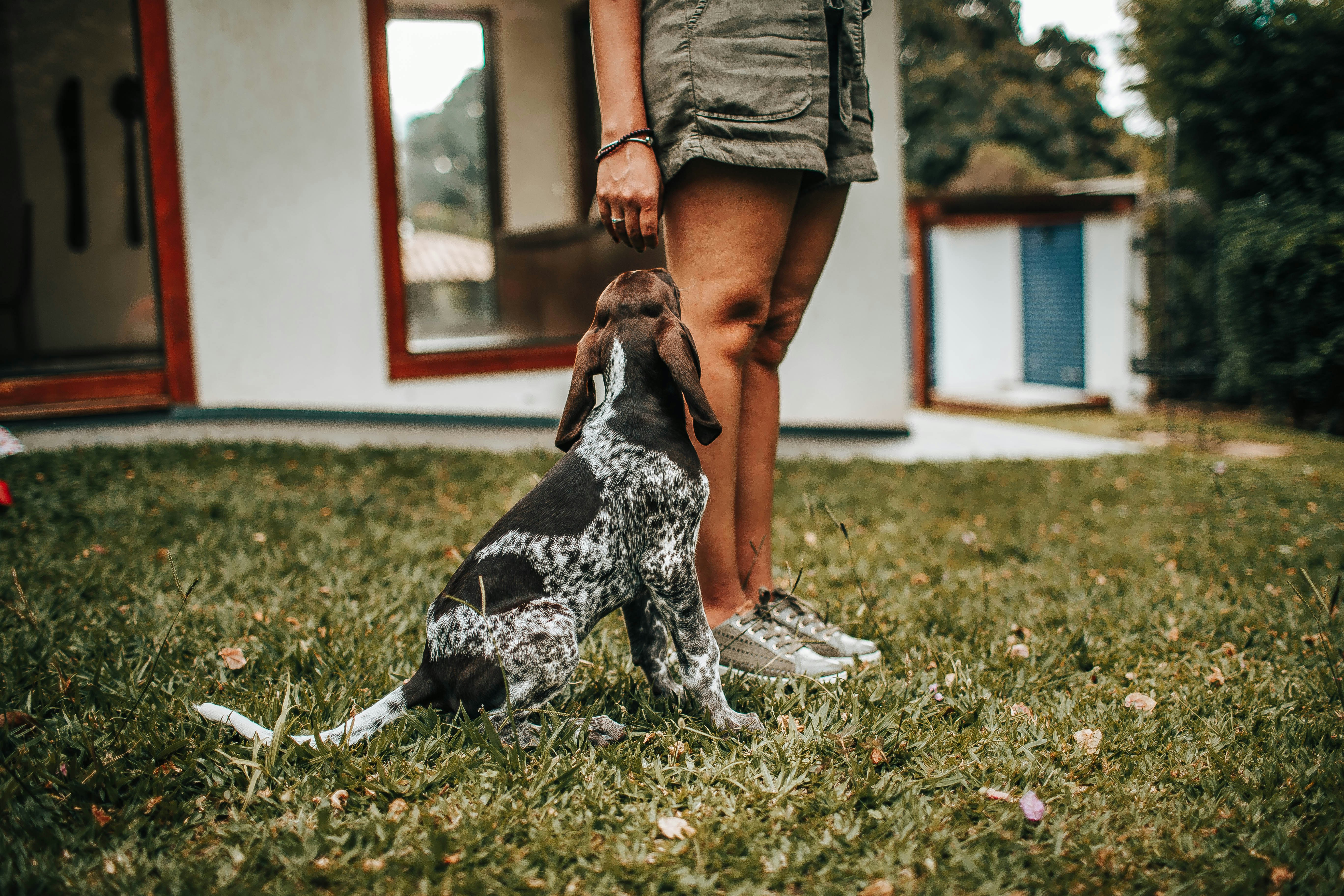 How to Train a Puppy to Stay: Complete 2026 Guide