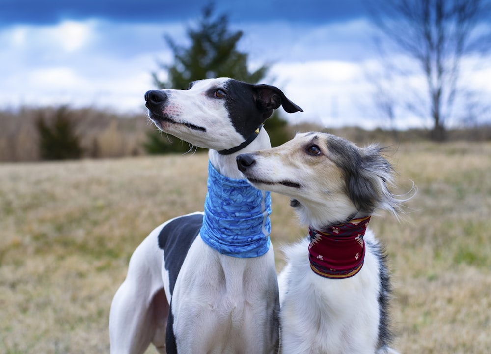 white and black short coated dog