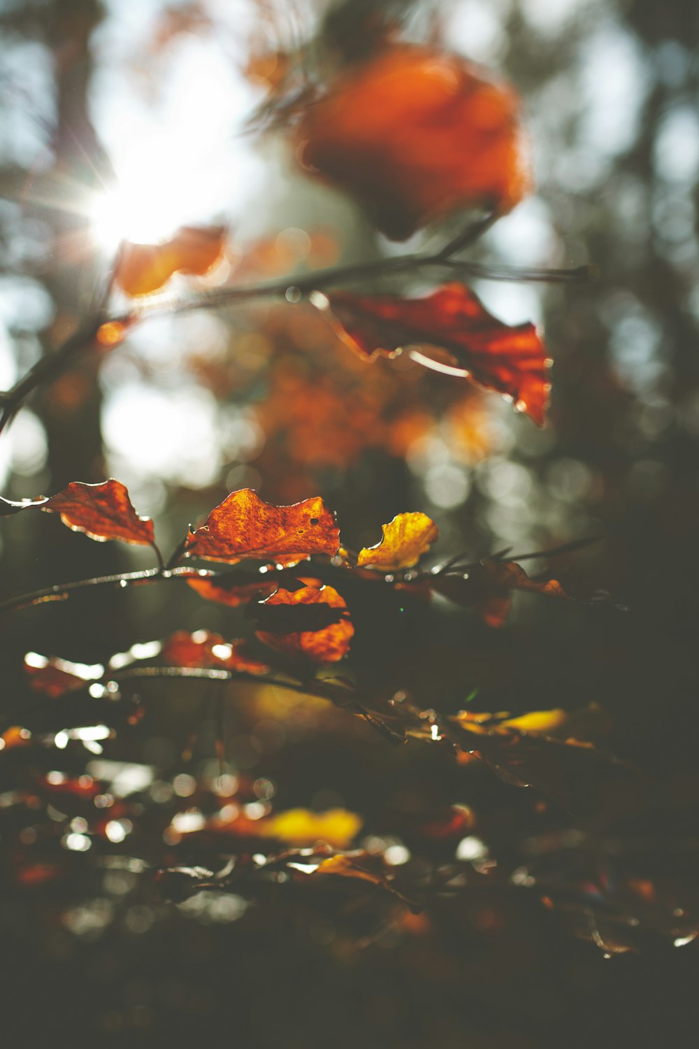 red maple leaf in tilt shift lens