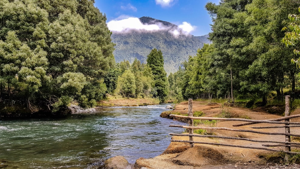 green trees beside river under blue sky during daytime