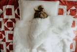 A person is lying in bed under a fluffy white blanket, with only the top of their head visible, resting on a white pillow. The background features a red and white quilt with a geometric pattern.