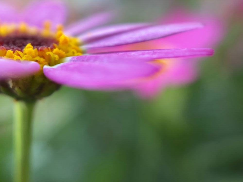 pink flower in tilt shift lens