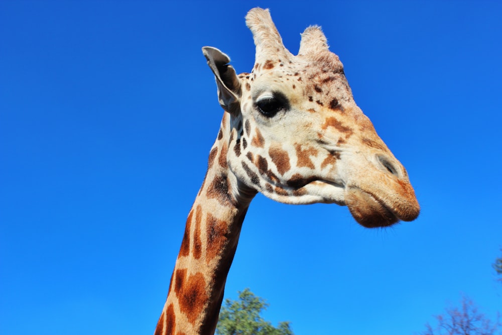 giraffe under blue sky during daytime