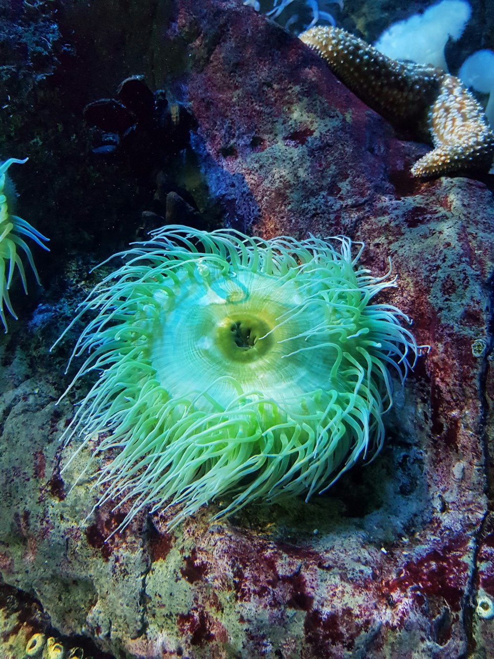 green and white coral reef