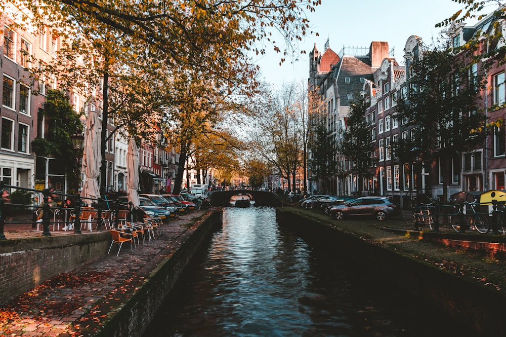 river between trees and buildings during daytime