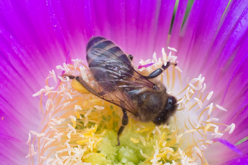 black and yellow bee on yellow and pink flower