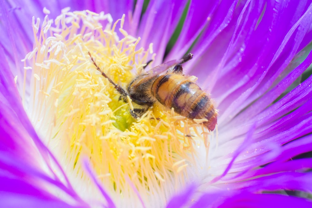 brown and black bee on yellow flower