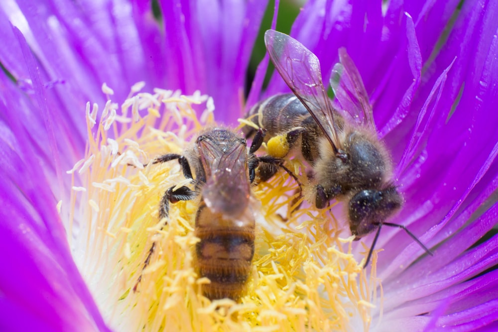 black and yellow bee on yellow and purple flower