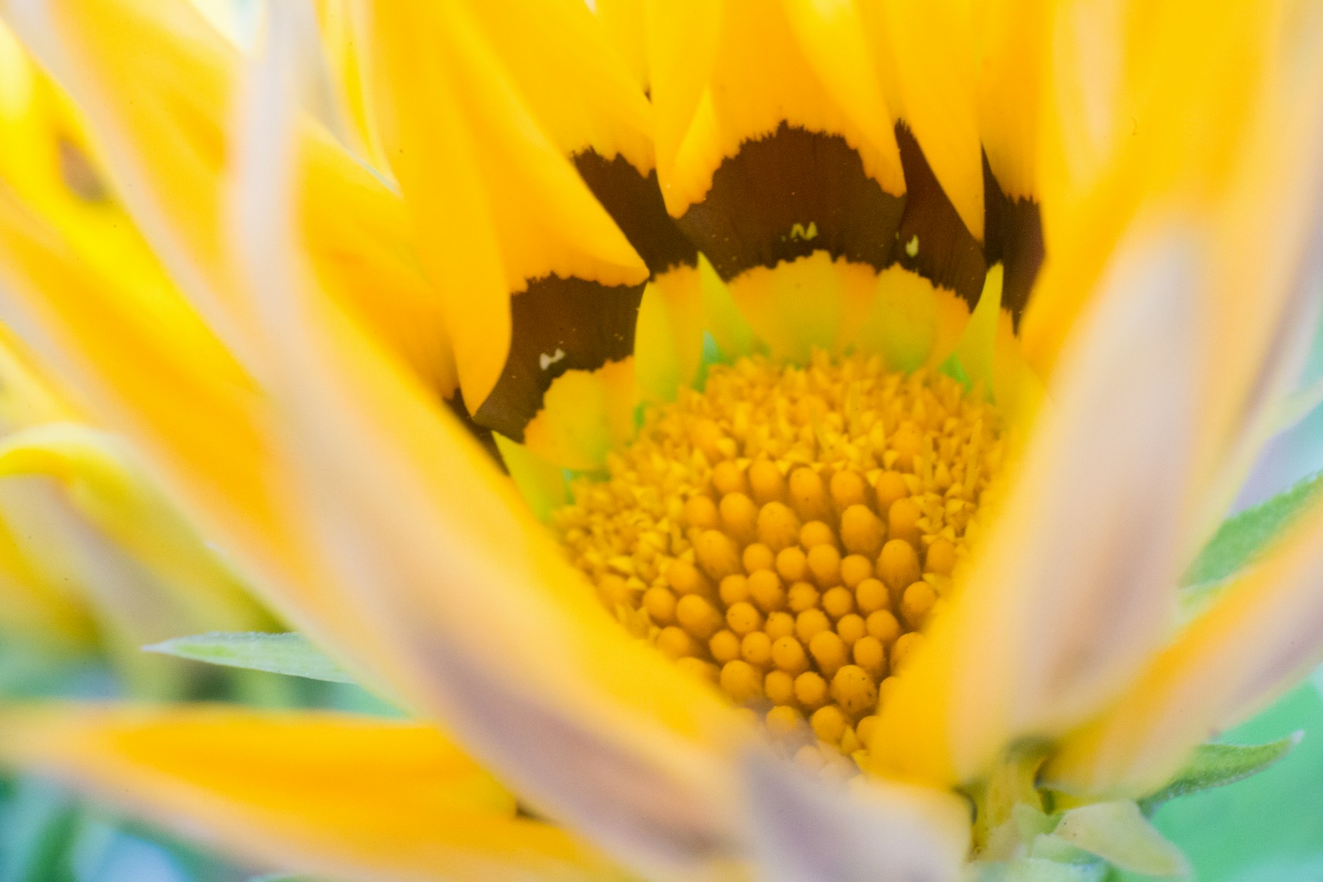 yellow sunflower in close up photography