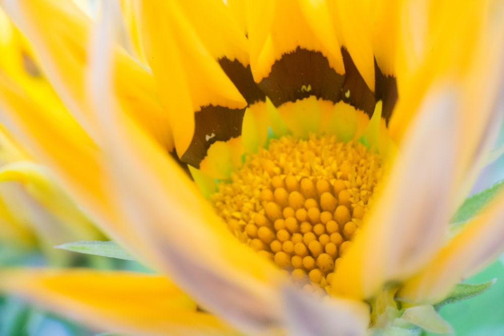 yellow sunflower in close up photography