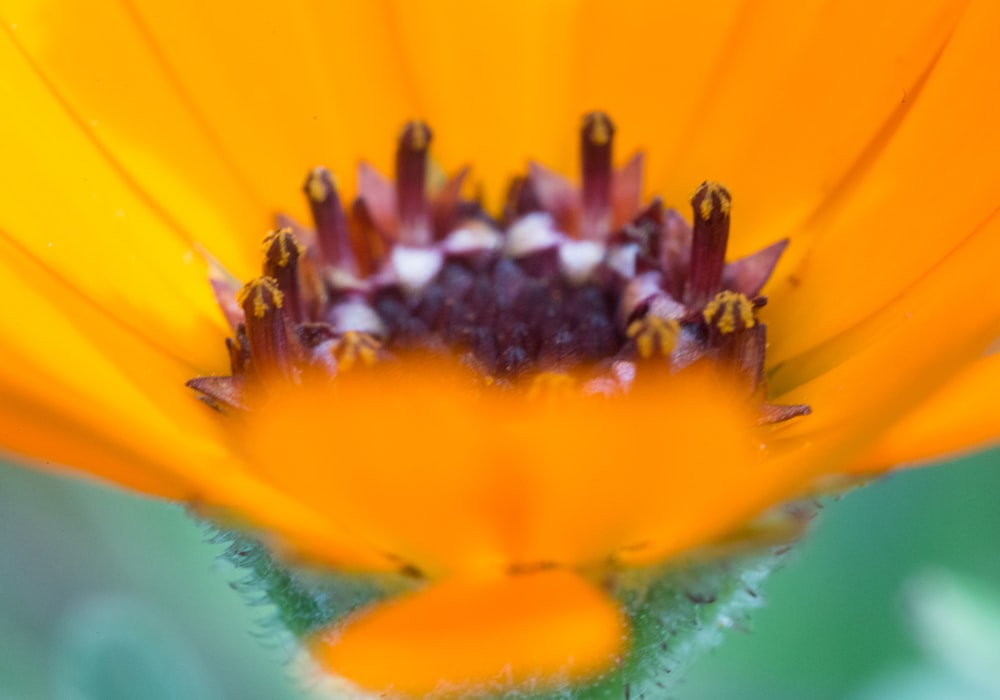 yellow sunflower in bloom during daytime