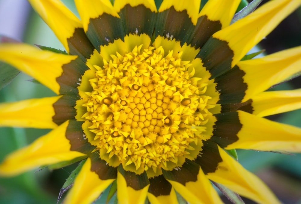 Flor amarilla y negra en la fotografía con lente macro